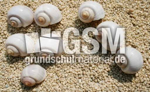Schneckenhäuser-5+3.jpg